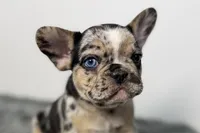 Archie, a male French Bulldog for sale in Bristol, IN – Photo 5 of 9