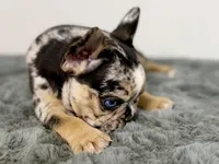 Archie, a male French Bulldog for sale in Bristol, IN – Photo 8 of 9