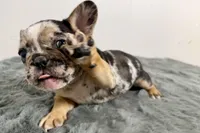 Archie, a male French Bulldog for sale in Bristol, IN – Photo 3 of 9