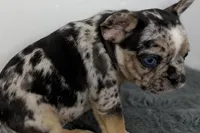 Archie, a male French Bulldog for sale in Bristol, IN – Photo 6 of 9