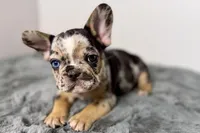 Archie, a male French Bulldog for sale in Bristol, IN – Photo 2 of 9