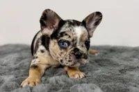 Archie, a male French Bulldog for sale in Bristol, IN – Photo 9 of 9