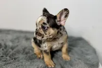 Archie, a male French Bulldog for sale in Bristol, IN – Photo 7 of 9