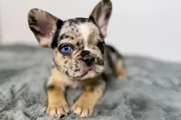 Archie, a male French Bulldog for sale in Bristol, IN – Photo 1 of 9
