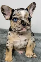 Archie, a male French Bulldog for sale in Bristol, IN – Photo 4 of 9