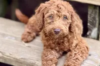 Waverley, a female Goldendoodle for sale in Bristol, IN – 9 of 10