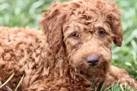 Waverley, a female Goldendoodle for sale in Bristol, IN – 7 of 10