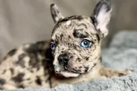 Hudson , a male French Bulldog for sale in Bristol, IN – 9 of 10