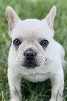 Skye, a female French Bulldog for sale in Bristol, IN – 2 of 10
