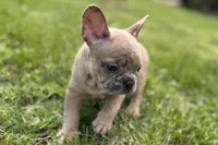 Callie, a female French Bulldog for sale in Bristol, IN – Photo 3 of 3