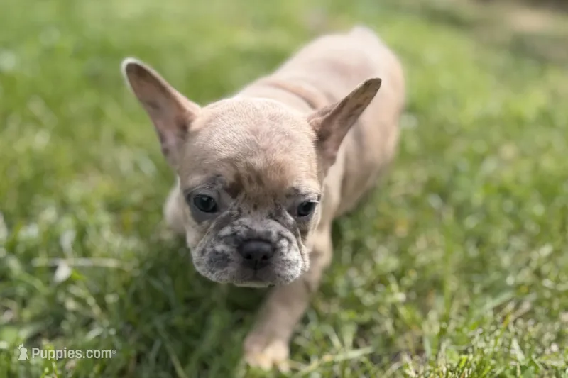 Callie – French Bulldog puppy for sale in Bristol, IN