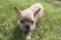 Callie, a female French Bulldog for sale in Bristol, IN – Photo 1 of 3