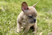 Callie, a female French Bulldog for sale in Bristol, IN – Photo 2 of 3
