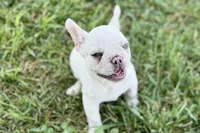 Stella, a female French Bulldog for sale in Bristol, IN – 5 of 8