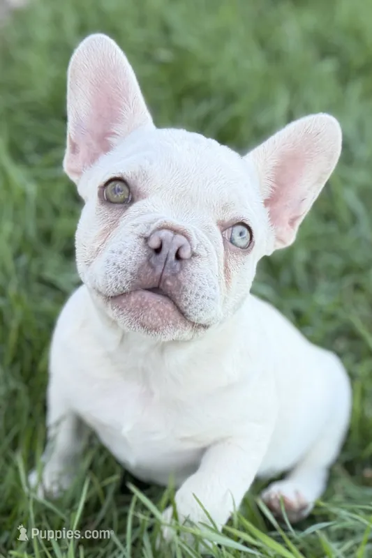 Stella – French Bulldog puppy for sale in Bristol, IN
