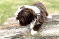 Gabriella, a female Aussiedoodle for sale in Wawaka, IN – Photo 3 of 9