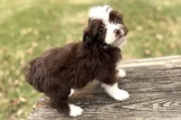 Gabriella, a female Aussiedoodle for sale in Wawaka, IN – Photo 4 of 9