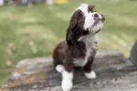 Gabriella, a female Aussiedoodle for sale in Wawaka, IN – Photo 5 of 9