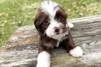 Gabriella, a female Aussiedoodle for sale in Wawaka, IN – Photo 9 of 9