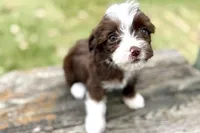 Gabriella, a female Aussiedoodle for sale in Wawaka, IN – Photo 2 of 9