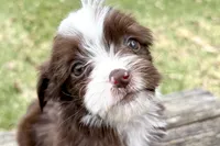 Gabriella, a female Aussiedoodle for sale in Wawaka, IN – Photo 6 of 9