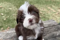 Gabriella, a female Aussiedoodle for sale in Wawaka, IN – Photo 8 of 9