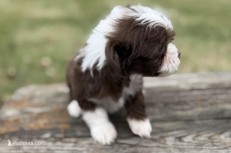 Gabriella – Aussiedoodle puppy for sale in Wawaka, IN