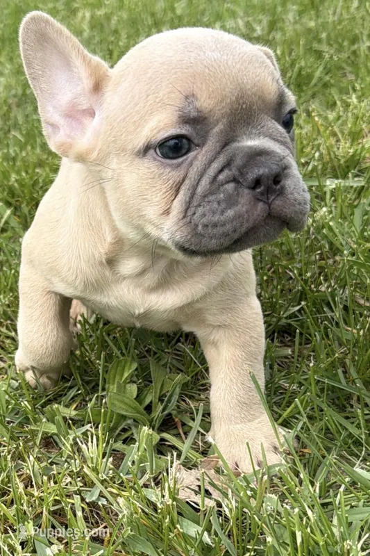 Cooper – French Bulldog puppy on hold in Bristol, IN