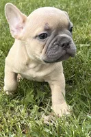 Cooper, a male French Bulldog for sale in Bristol, IN – Photo 1 of 10