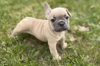 Cooper, a male French Bulldog for sale in Bristol, IN – Photo 7 of 10