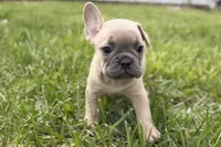 Cooper, a male French Bulldog for sale in Bristol, IN – Photo 5 of 10