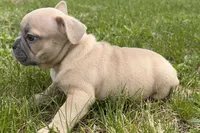 Cooper, a male French Bulldog for sale in Bristol, IN – Photo 10 of 10