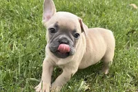 Cooper, a male French Bulldog for sale in Bristol, IN – Photo 2 of 10