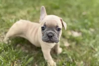 Cooper, a male French Bulldog for sale in Bristol, IN – Photo 9 of 10