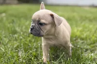 Cooper, a male French Bulldog for sale in Bristol, IN – Photo 4 of 10