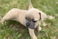 Cooper, a male French Bulldog for sale in Bristol, IN – Photo 8 of 10