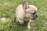 Cooper, a male French Bulldog for sale in Bristol, IN – Photo 6 of 10
