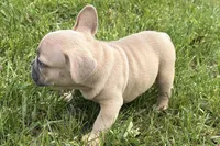 Cooper, a male French Bulldog for sale in Bristol, IN – Photo 3 of 10