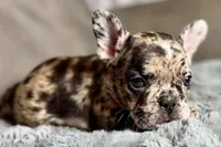 Heaven, a female French Bulldog for sale in Bristol, IN – 5 of 10