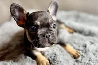 Harper, a female French Bulldog for sale in Bristol, IN – 6 of 10