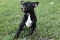 Quincy, a male Frenchton for sale in Bristol, IN – 3 of 9