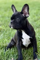 Quincy, a male Frenchton for sale in Bristol, IN – 5 of 9