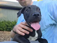 Koda-Bear, a male American Pit Bull Terrier and Cane Corso for sale in South Bend, IN – 2 of 3