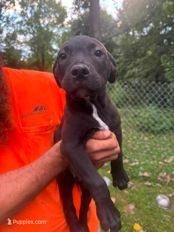 Bear – American Pit Bull Terrier, Cane Corso puppy for sale in South Bend, IN