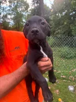 Bear, a male American Pit Bull Terrier and Cane Corso for sale in South Bend, IN – 1 of 1
