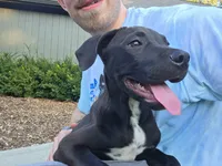 Koda-Bear, a male American Pit Bull Terrier and Cane Corso for sale in South Bend, IN – 3 of 3