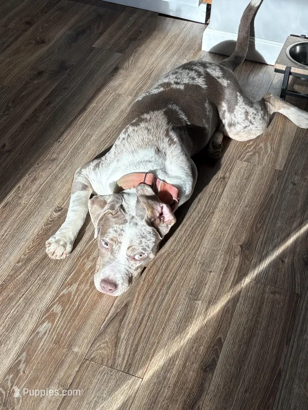 Mina – American Staffordshire Terrier, American Bully puppy for sale in Wilmington, DE