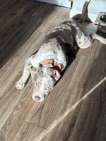 Mina, a female American Staffordshire Terrier and American Bully for sale in Wilmington, DE – Photo 1 of 7