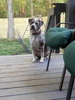 Mina, a female American Staffordshire Terrier and American Bully for sale in Wilmington, DE – Photo 4 of 7