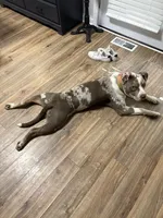 Mina, a female American Staffordshire Terrier and American Bully for sale in Wilmington, DE – Photo 7 of 7